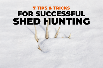 7 Tips & Tricks for Successful Shed Hunting