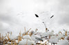 Hypnotizer Snow Goose Flag - 1 Shot Gear