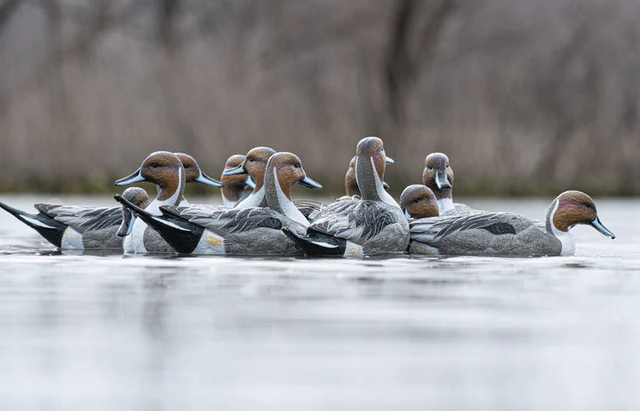 Mainline Series Pintail - 1 Shot Gear