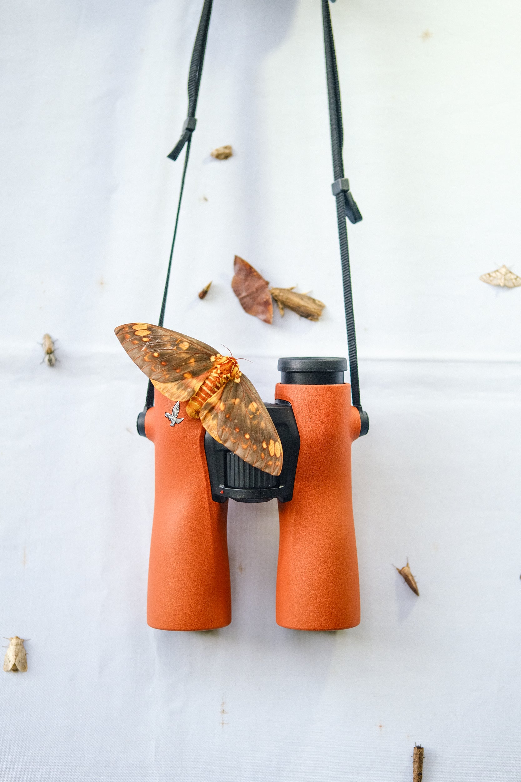 Swarovski NL Pure 12x42 Brunt Orange 36017