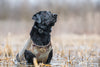 Bloodline Dog Vest - 1 Shot Gear