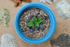 Hot Cereal Breakfast - Blueberry Cinnamon - 1 Shot Gear