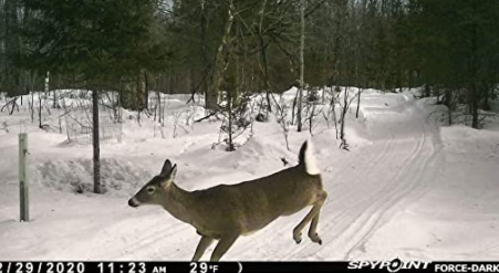 ForceDark Non-Cellular Trail Camera - 1 Shot Gear